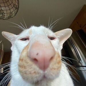 Meet your Posher, Leon